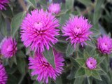 Hạt giống hoa cúc Bách Nhật Gomphrena Pink - FGOM013 gói 100 hạt